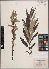 Foto von Salix cinerea L. x Salix viminalis L.
